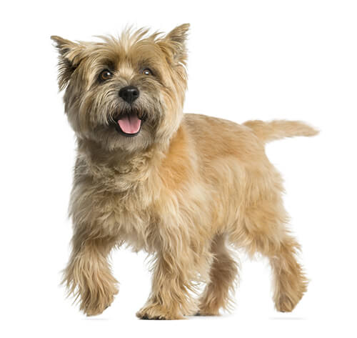 Best brush for cairn terrier best sale